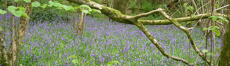 Spring time at West Middlewick Farm, Devon