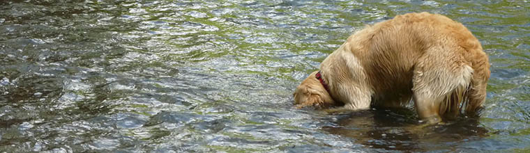 Skyster in the river